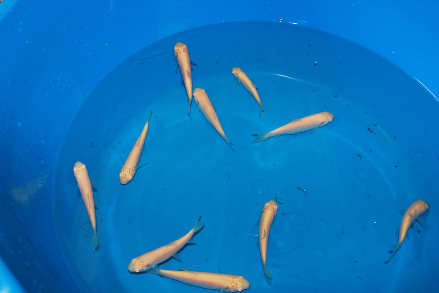 Золотой линь