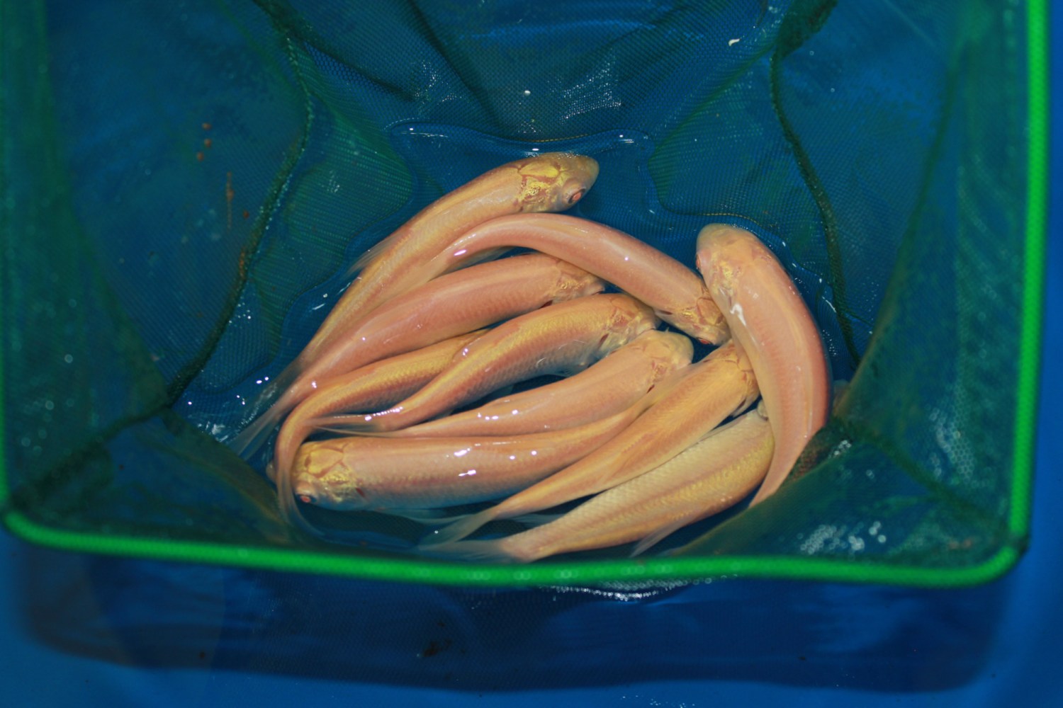 Золотой линь