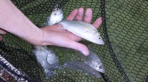Американский большеротый окунь (Micropterus salmoides)