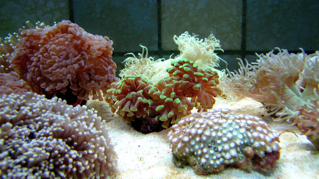 Euphyllia Parancora - Эуфиллия; Goniopora Sp. - Гониопора; Catalaphyllia Jardinei - Каталафиллия  