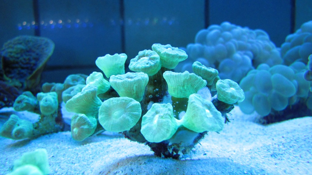 Caulastrea Curvata - Кауластрея курвата