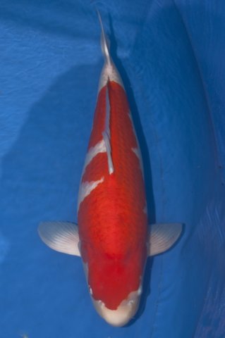 Kohaku